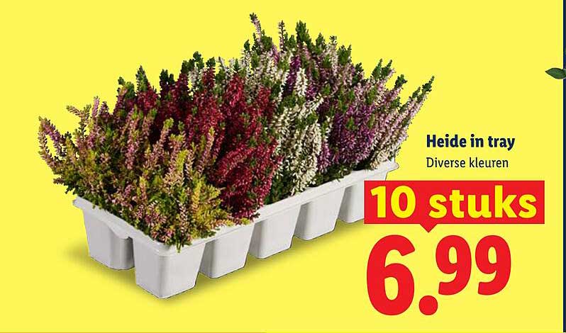 Heide in tray Diverse kleuren 10 stuks