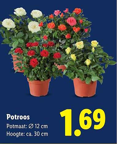 Potroos