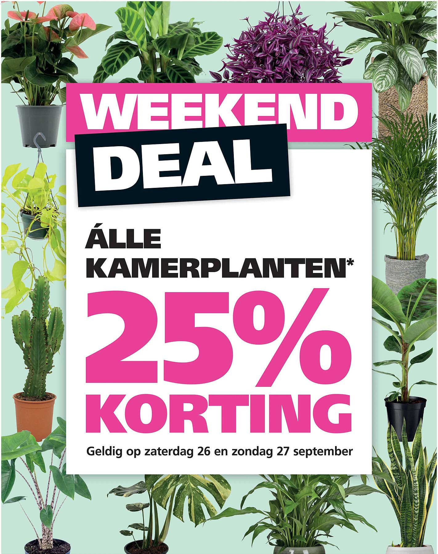 WEEKEND DEAL ALLE KAMERPLANTEN* 25% KORTING