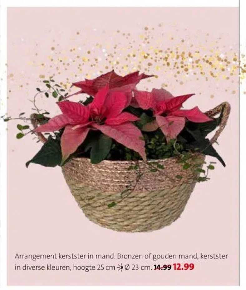 Arrangement kerstster in mand. Bronzen of gouden mand, kerster in diverse kleuren, hoogte 25 cm Ø 23 cm.