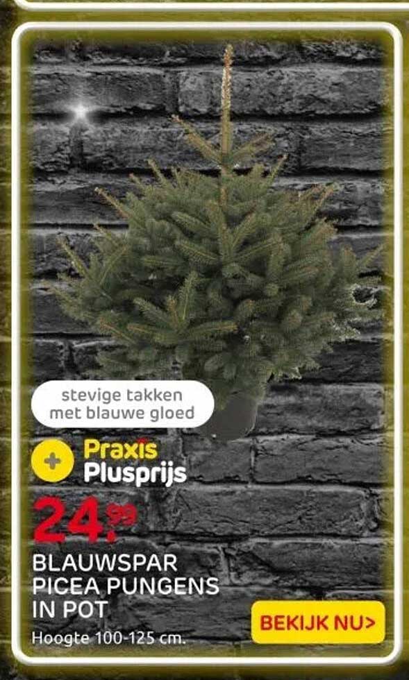 BLAUWSPAR PICEA PUNGENS IN POT
