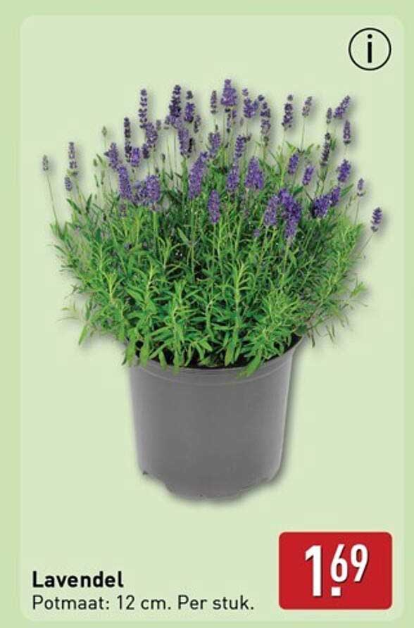 Lavendel