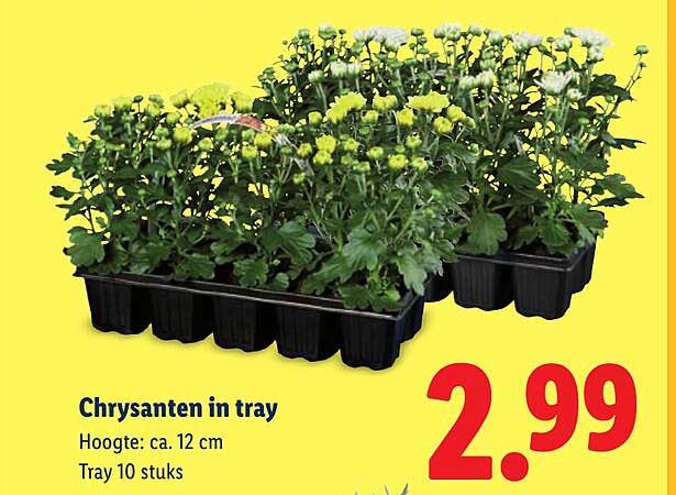 Chrysanten in tray