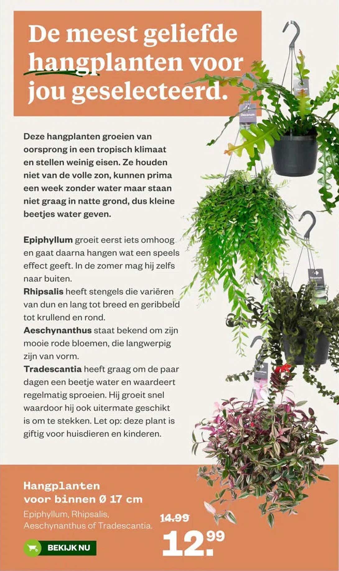 Hangplanten voor binnen ø 17 cm Epiphyllum, Rhipsalis, Aeschynanthus of Tradescantia
