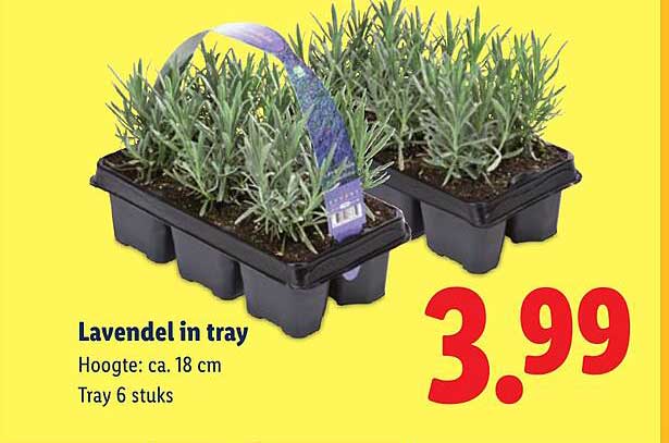 Lavendel in tray
