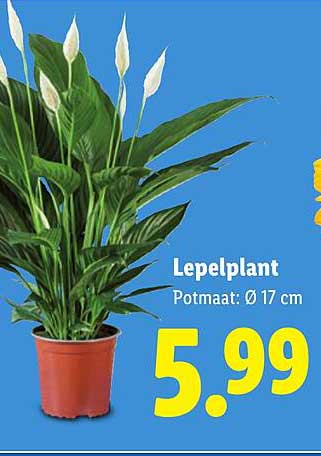 Lepelplant Potmaat: Ø 17 cm