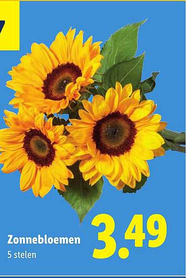 Zonnebloemen 5 stelen
