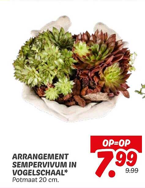 ARRANGEMENT SEMPERVIVUM IN VOGELSCHAAL*