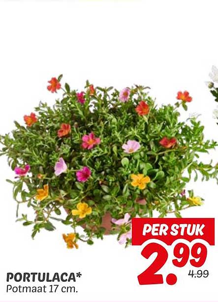 PORTULACA*
