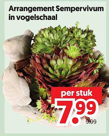 Arrangement Sempervivum in vogelschaal