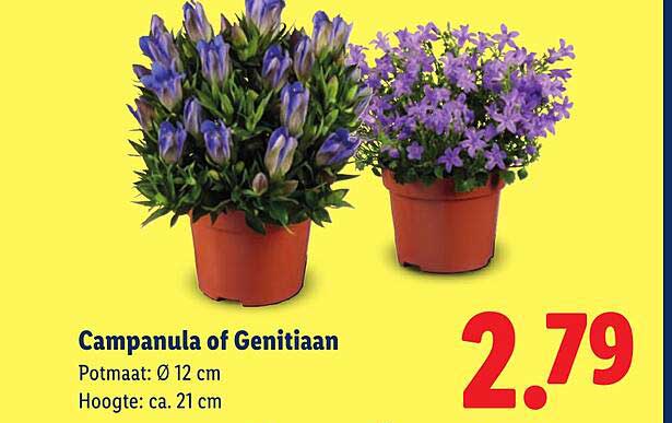 Campanula of Genitiaan