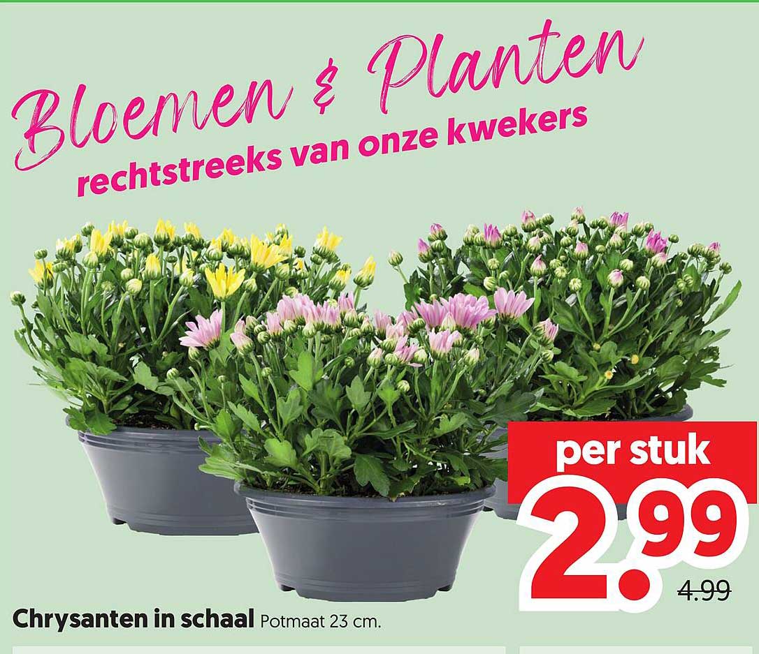 Chrysanten in schaal Potmaat 23 cm. per stuk