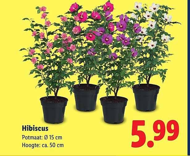 Hibiscus