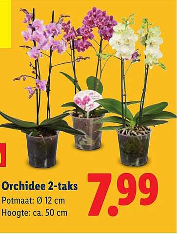 Orchidee 2-taks