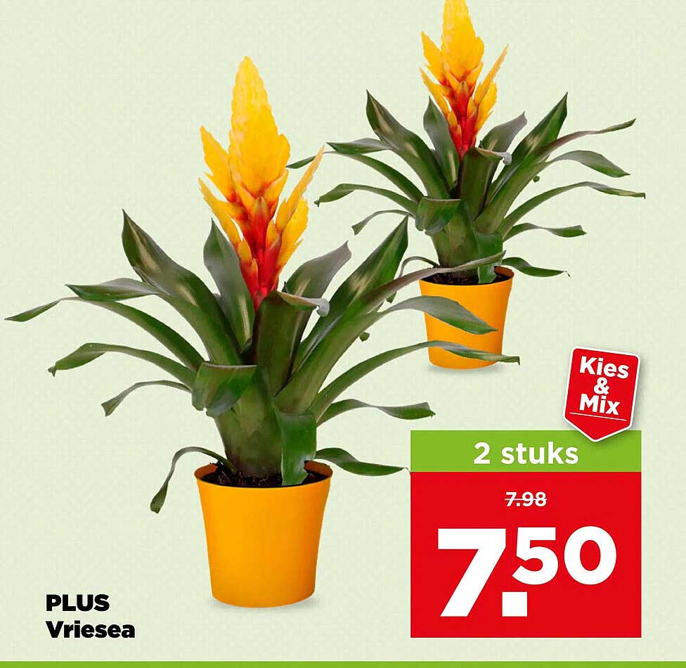 PLUS Vriesea 2 stuks