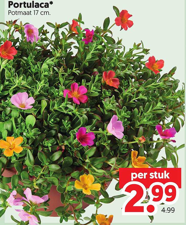 Portulaca* Potmaat 17 cm. per stuk