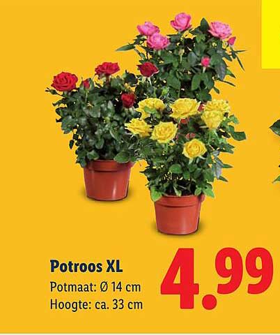 Potroos XL