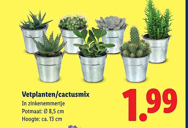 Vetplanten/cactusmix