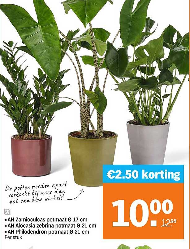 AH Zamioculcas potmaat Ø 17 cm, AH Alocasia zebrina potmaat Ø 21 cm, AH Philodendron potmaat Ø 21 cm