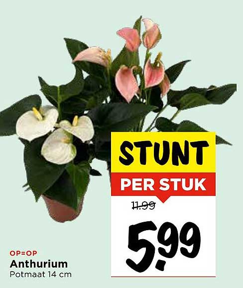 Anthurium Potmaat 14 cm