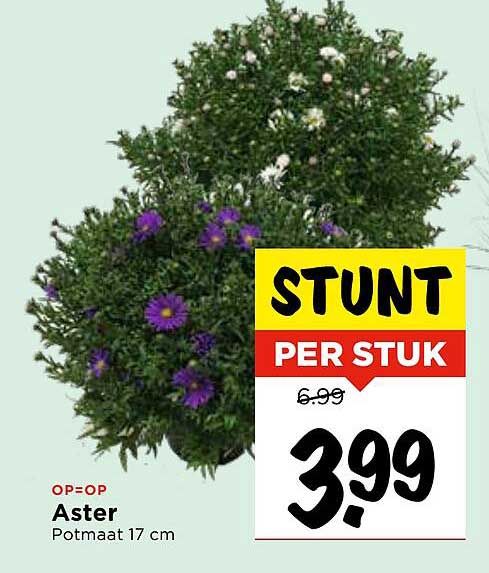 Aster