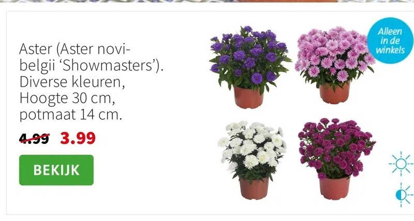 Aster (Aster novi-belgii ‘Showmasters’)