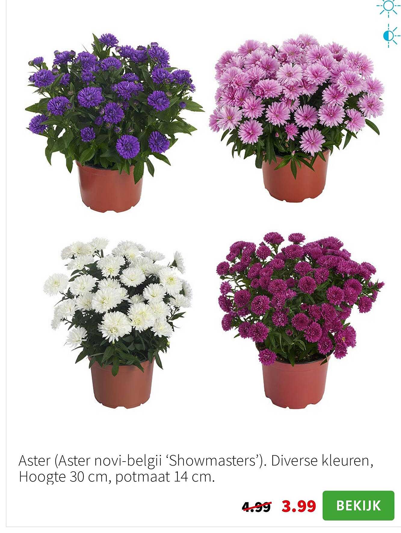 Aster (Aster novi-belgii ‘Showmasters’)
