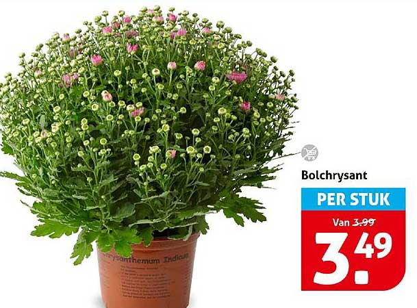 Bolchrysant