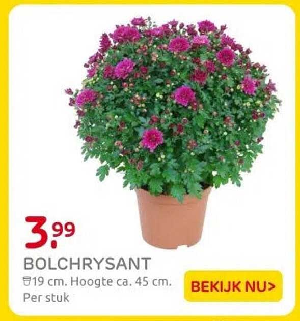 BOLCHRYSANT