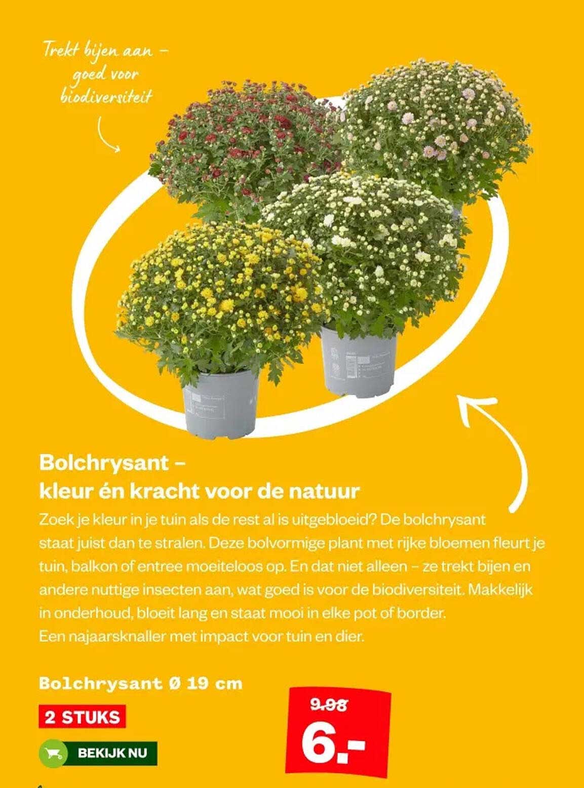 Bolchrysant – kleur én kracht voor de natuur