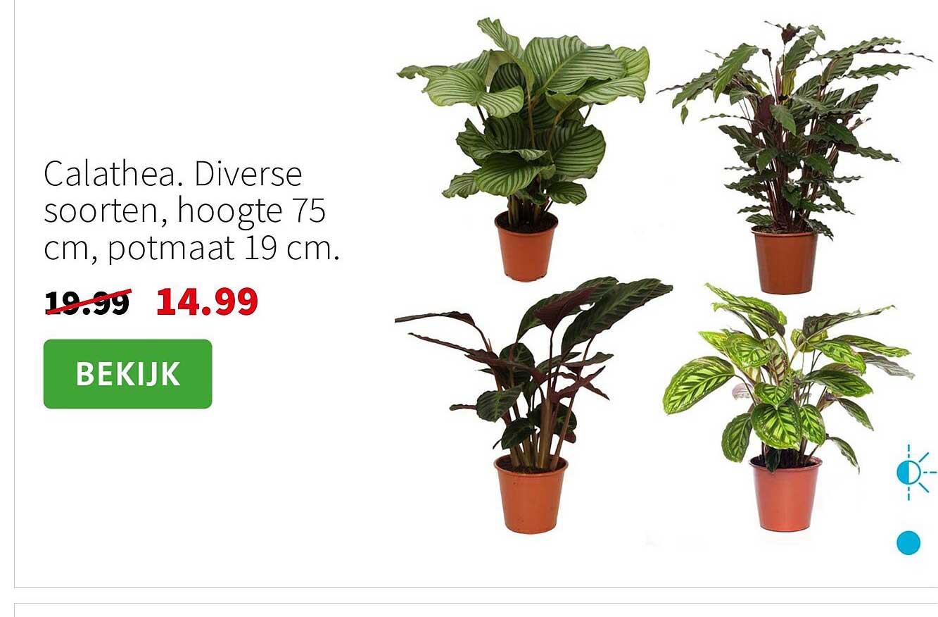 Calathea. Diverse soorten, hoogte 75 cm, potmaat 19 cm.