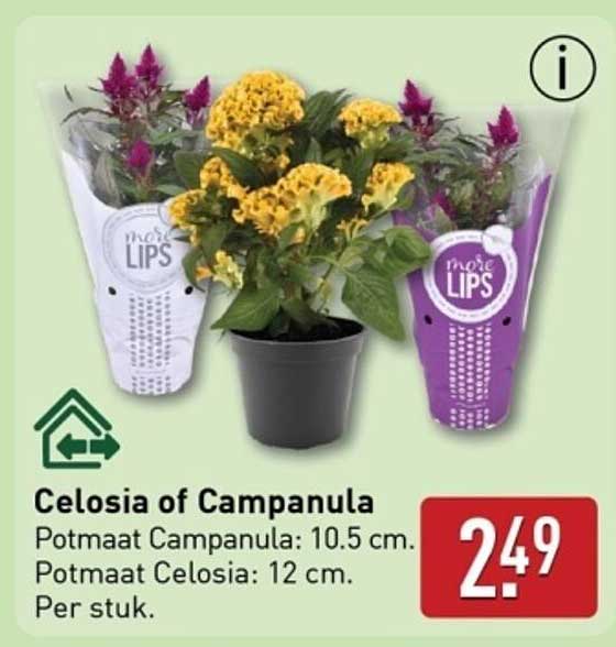 Celosia of Campanula