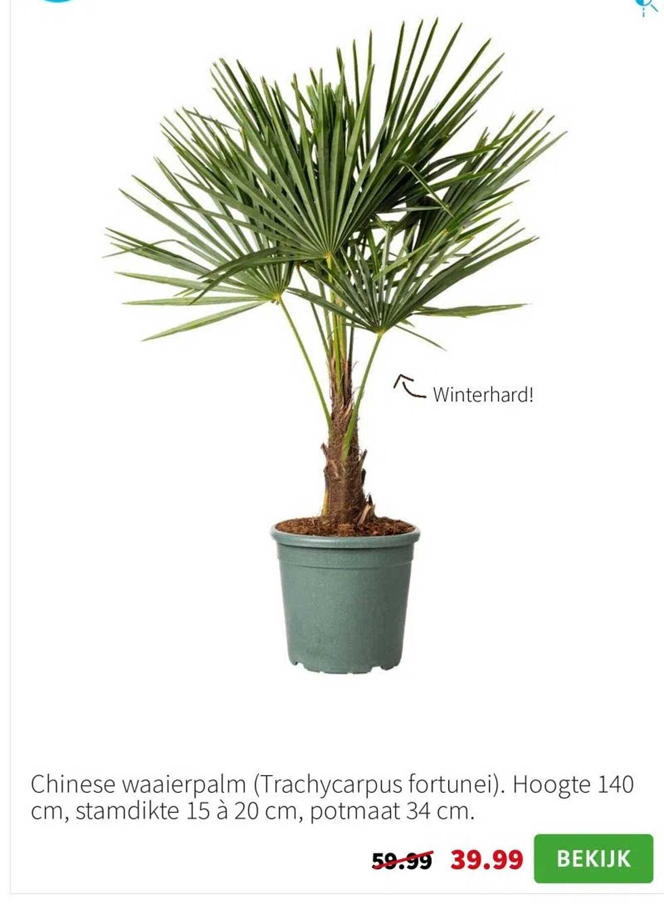 Chinese waaierpalm (Trachycarpus fortunei)