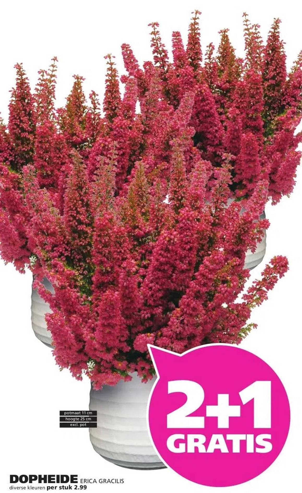 DOPHEIDE ERICA GRACILIS diverse kleuren per stuk 2.99