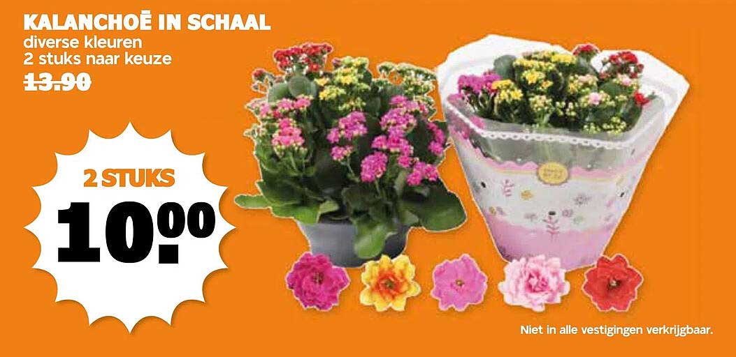 Kalanchoë in schaal, diverse kleuren, 2 stuks naar keuze
