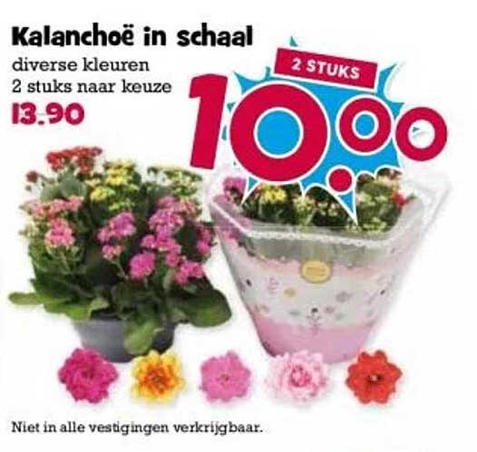 Kalanchoë in schaal