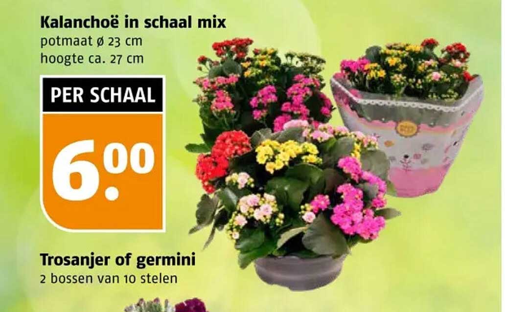 Kalanchoë in schaal mix