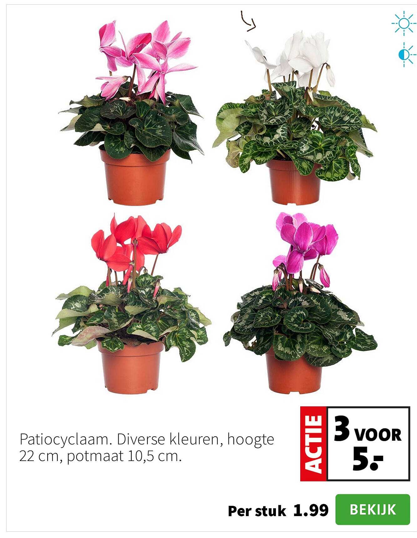 Patiocyclaam. Diverse kleuren, hoogte 22 cm, potmaat 10,5 cm.
