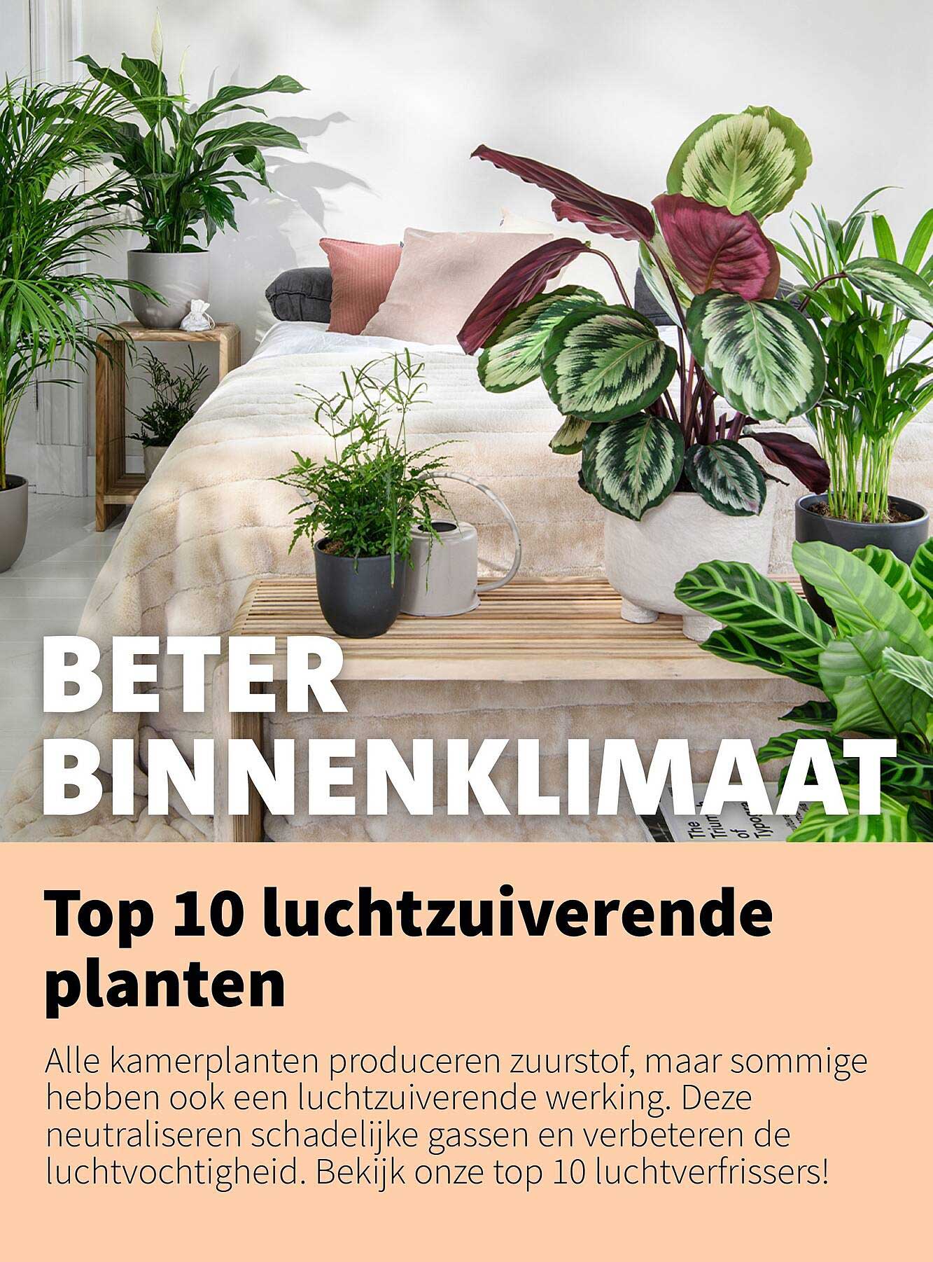 Top 10 luchtzuiverende planten