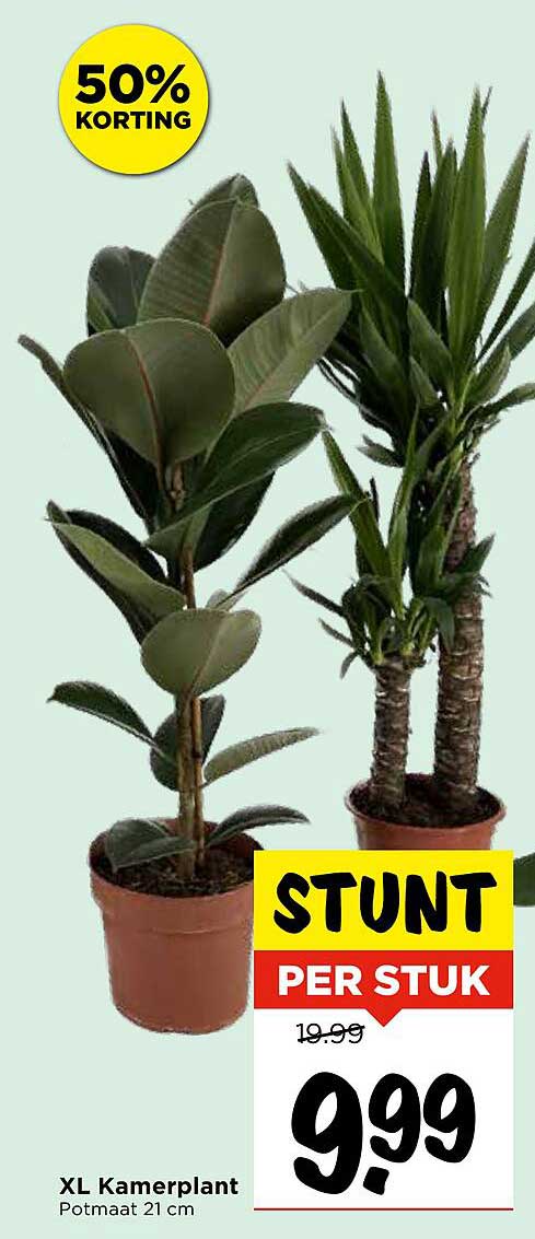 XL Kamerplant