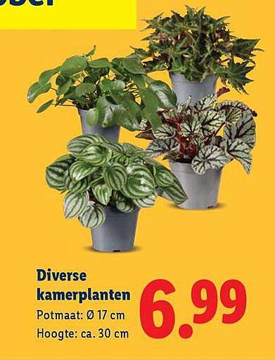 Diverse kamerplanten