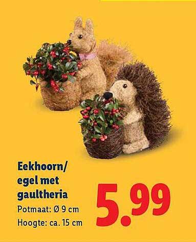 Eekhoorn/egel met gaultheria