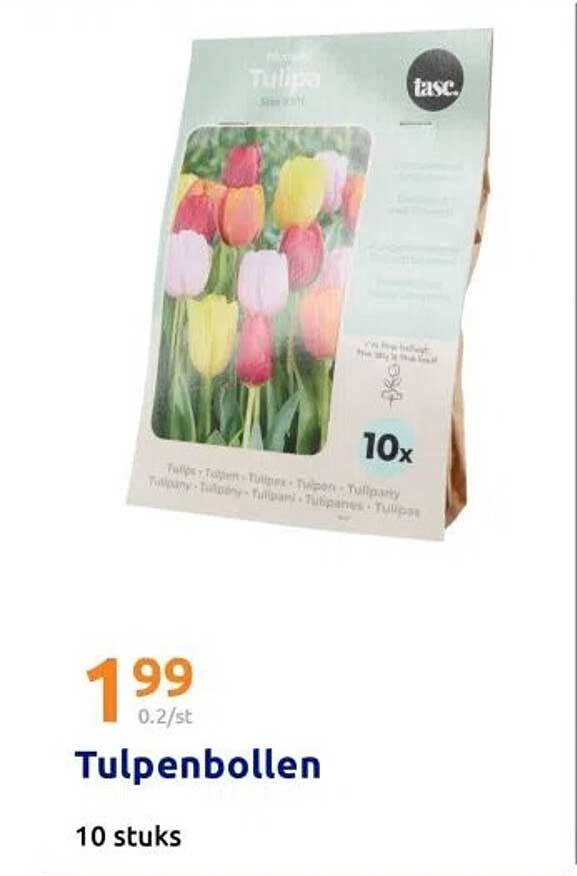 Tulpenbollen