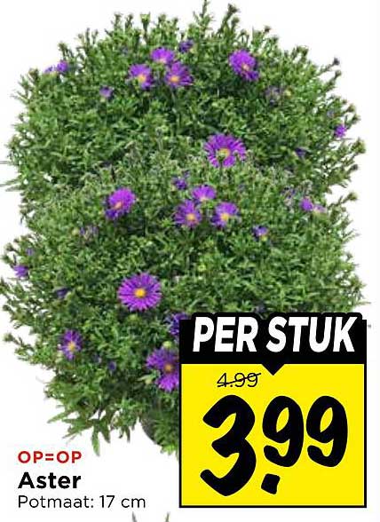 Aster Per stuk