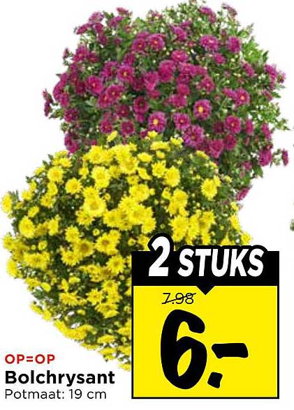 Bolchrysant Potmaat: 19 cm 2 STUKS