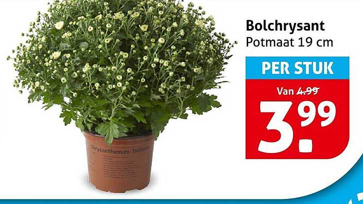 Bolchrysant Potmaat 19 cm PER STUK