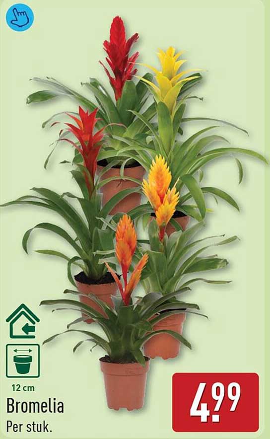 Bromelia