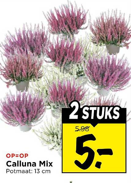Calluna Mix 2 STUKS