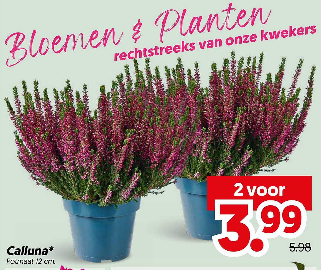 Calluna* Potmaat 12 cm. 2 voor 3.99