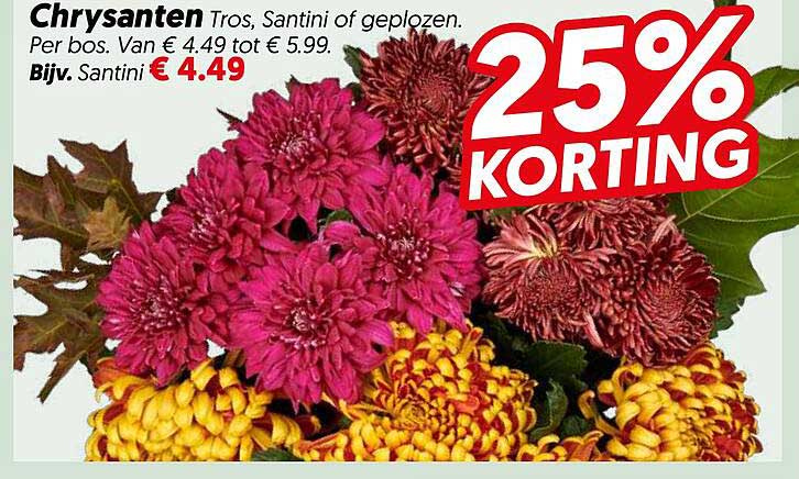 Chrysanten Tros, Santini of geplozen. 25% KORTING